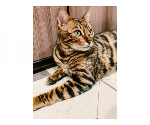 Красивейшая бенгальская кошка Стефания ищет дом