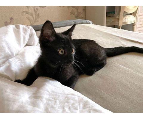 Красавец Кеша, добрейший черный котенок в добрые руки