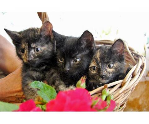Три сестрички-невелички! Очаровательные котята в добрые руки
