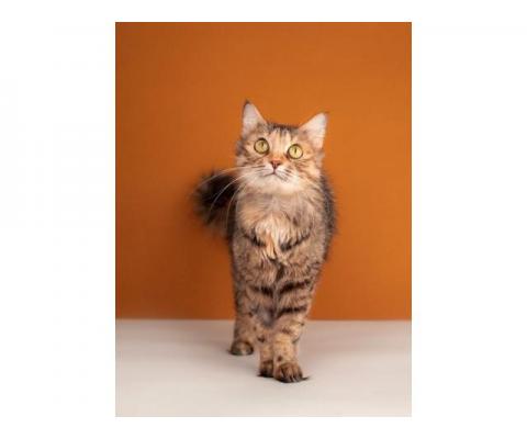 Метис сибирской и британской породы пушистая кошка Милашка