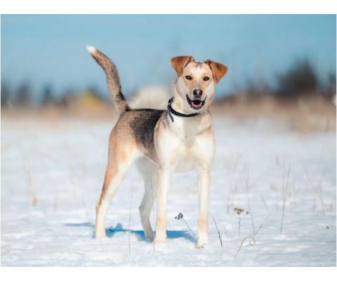 Солнечная и позитивная 9 мес собака Герда ищет семью!