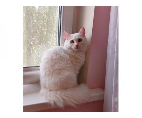 Роскошная белая ангорская пушистая кошка Жасмина