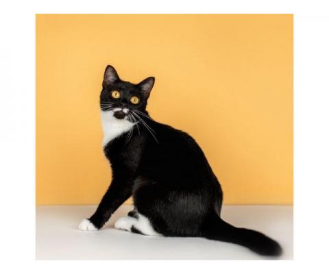 Золотоглазая красавица черно-белая кошка Стасия в добрые руки