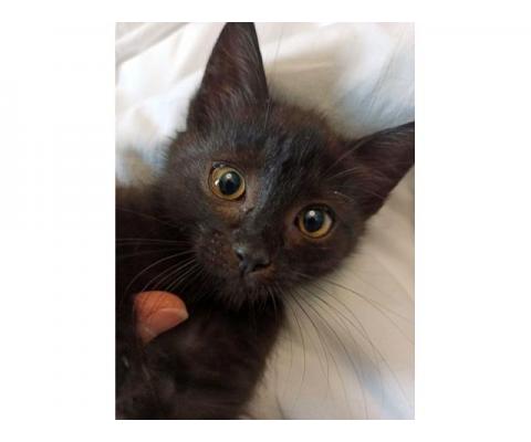 Черненькое солнышко домашний котенок Черничка в дар