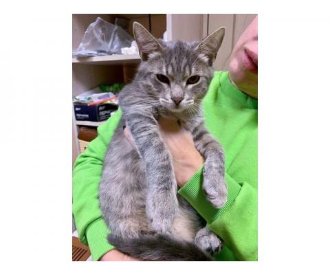 Очень ласковый серо-голубой котик Филя в добрые руки