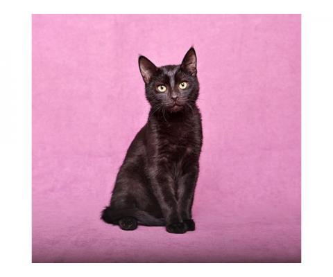 Ласковый и игривый черный котенок-подросток Степа в дар