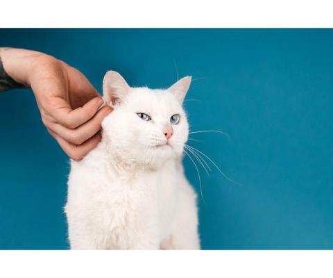 Белый синеглазый кот Топаз в добрые руки