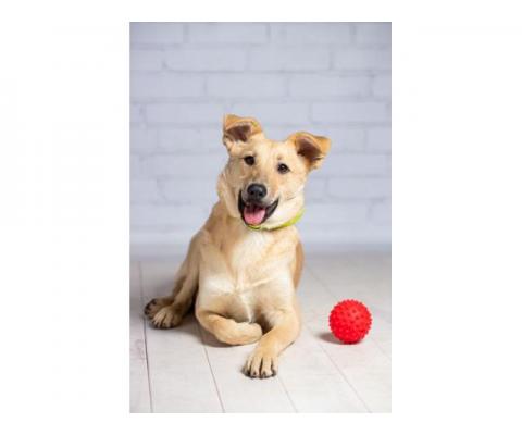 Рыжий щенок — метис лабрадора Симба в добрые руки