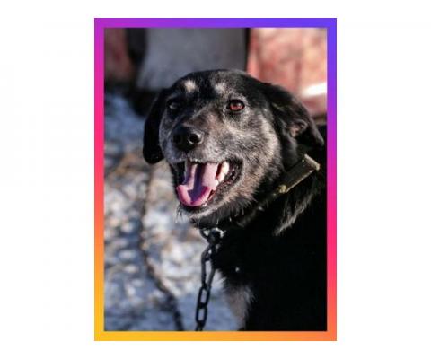 Ласковое солнышко Агата, добрейшая в мире собака  в дар