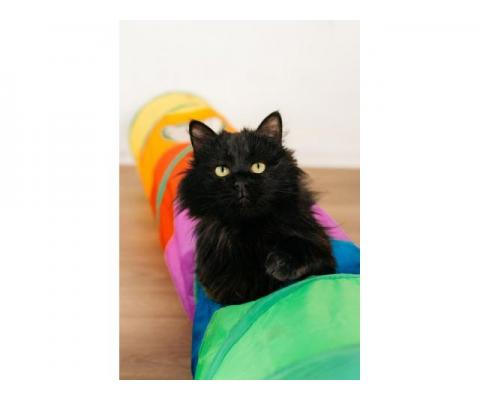Черный пушистый кот Гриша в добрые руки