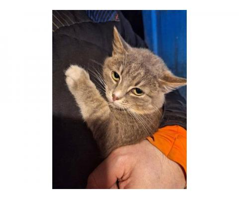 Ласковый и нежный молодой котик Толик в добрые руки