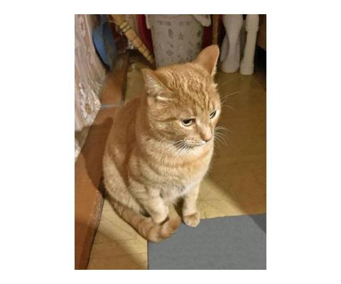 Рыжее солнышко Арсений, чудесный домашний котик в дар
