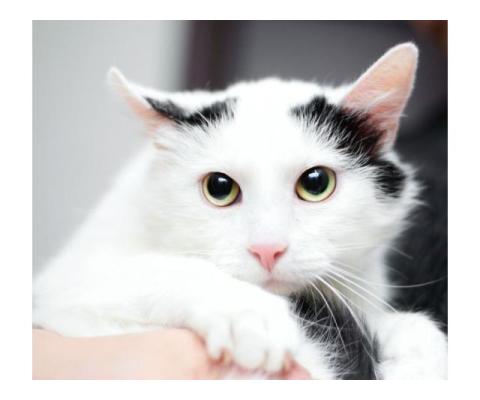 Белый молодой нежный котик Рошфор в добрые руки